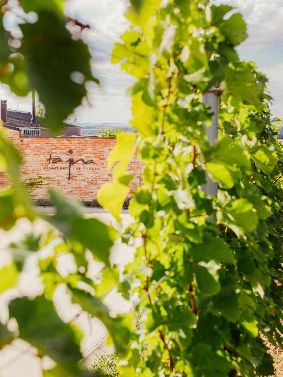Tajná vineyards & winery - piknik vo vinohrade. 