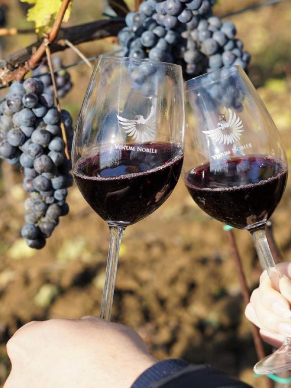 Nitra žije vínom vinárstvo Vinum Nobile a vinohrady