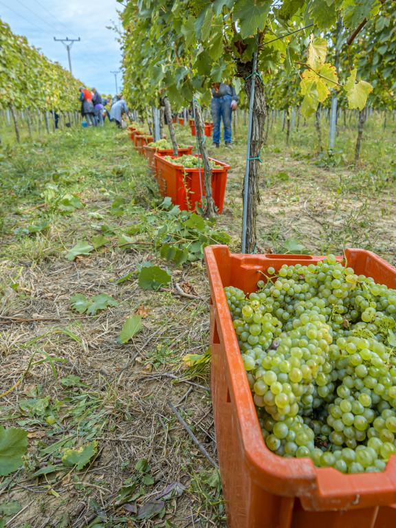 Vinárstvo Berta, oberačka vo vinohrade