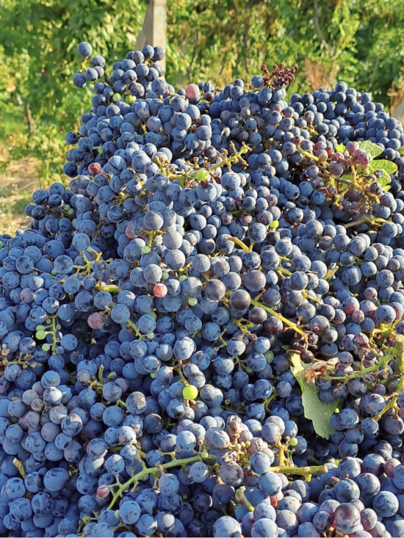 VINIDI - zber hrozna