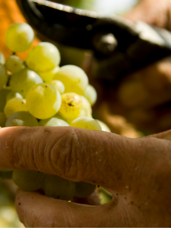 VINIDI - oberanie hrozna, odstrihovanie strapcu hrozna
