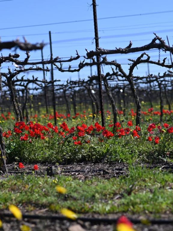 Golan Heights Winery - vinohrady 
