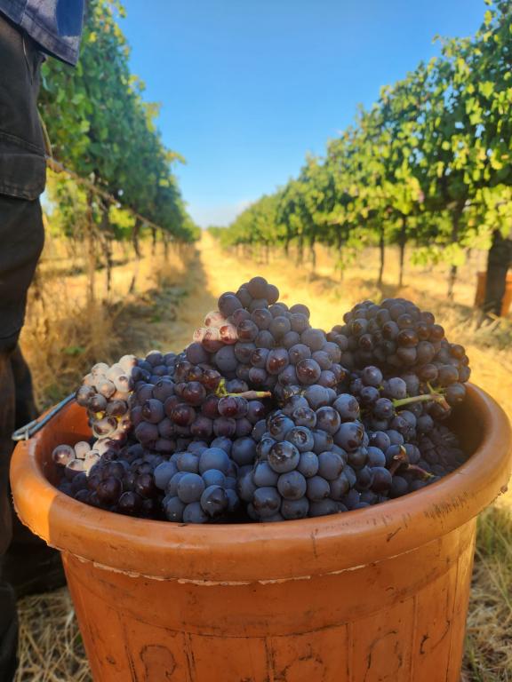 Golan Heights Winery, - zber hrozna