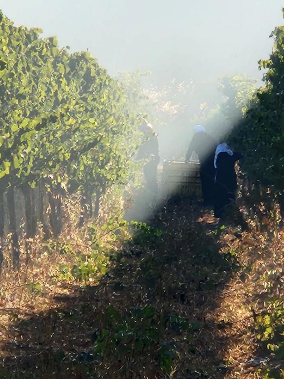 Golan Heights Winery, - vinohrady
