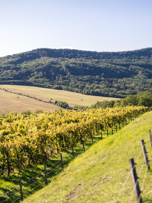 VÍNO NATURAL Domin &amp; Kušický vineyards