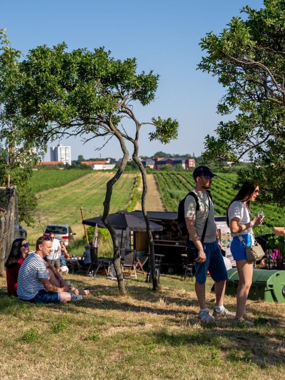 Víno a levanduľa vinohrad