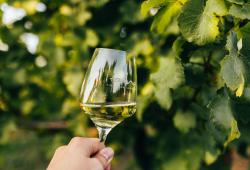 Tajná vineyards & winery - piknik vo vinohrade a pohár vína 