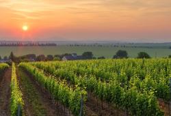 Tajná vineyards & winery - piknik vo vinohrade a výhľady na vinohrady.