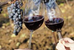 Nitra žije vínom vinárstvo Vinum Nobile a vinohrady