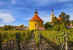 Spolok vinohradníkov a vinárov v Šenkviciach - vinohrady 