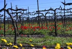 Golan Heights Winery - vinohrady 