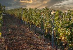 Vinárstvo Ostrožovič - vinohrady