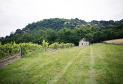 VÍNO NATURAL Domin &amp;amp; Kušický vineyards