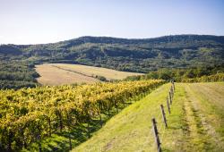 VÍNO NATURAL Domin &amp;amp; Kušický vineyards