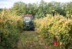 VÍNO NATURAL Domin &amp;amp; Kušický vineyards