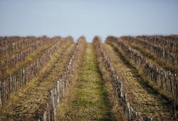 VÍNO NATURAL Domin &amp;amp; Kušický vineyards