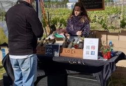 Veltín na Farskom, vinárstvo Loczi