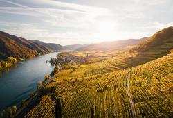 Wachau vinice