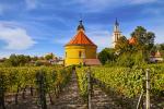 Spolok vinohradníkov a vinárov v Šenkviciach - vinohrady 