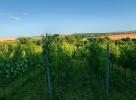 Chateau Malanta vinohrady