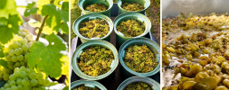 vino hancko naturalne vina